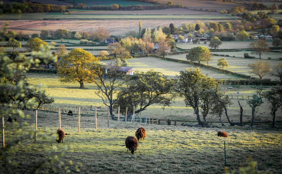 A view of of the Yorkshire countryside with sheep in foreground and some houses in the background